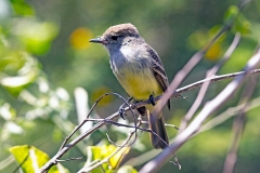 Galapagos Flycatcher [Myiarchus magnirostris]