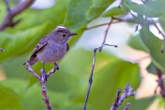 Chilean Elaenia [Elaenia chilensis] 