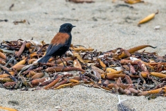 Austral Negrito [Lessonia rufa] 