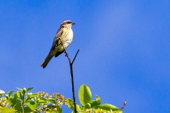 Piratic Flycatcher [Legatus leucophaius leucophaius] 