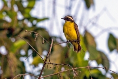 Social Flycatcher [Myiozetetes similis similis] 
