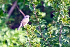 Patagonian Tyrant [Colorhamphus parvirostris]