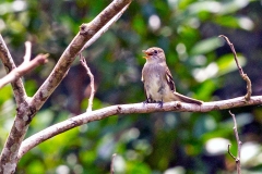 Yellow-margined Flatbill [Tolmomyias assimilis obscuriceps] 