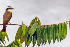 Great Kiskadee [Pitangus sulphuratus sulphuratus] 