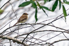 Fuscous Flycatcher [Cnemotriccus fuscatus fuscatus] 