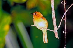 Cinnamon Attila [Attila cinnamomeus]