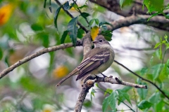 Yellow-bellied Elaenia [Elaenia flavogaster flavogaster] 