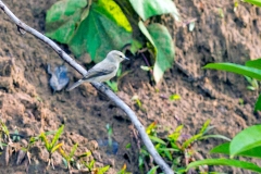 Drab Water Tyrant [Ochthornis littoralis] 
