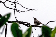 Streaked Flycatcher [Myiodynastes maculatus solitarius] 