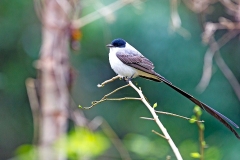 Fork-tailed Flycatcher [Tyrannus savana savana] 
