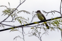 Short-crested Flycatcher [Myiarchus ferox australis]