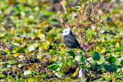 White-headed Marsh Tyrant [Arundinicola leucocephala]