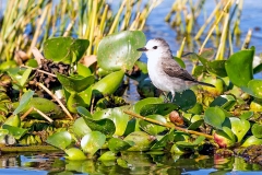White-headed Marsh Tyrant [Arundinicola leucocephala]