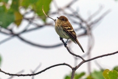 Bran-colored Flycatcher [Myiophobus fasciatus flammiceps] 
