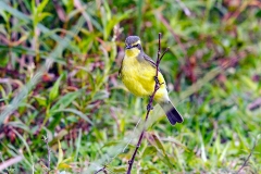 Yellow-browed Tyrant [Satrapa icterophrys] 