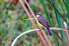 Yellow-browed Tyrant [Satrapa icterophrys] 