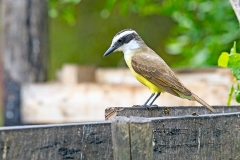 Great Kiskadee [Pitangus sulphuratus argentinus] 
