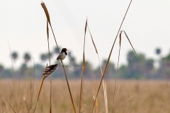 Strange-tailed Tyrant [Alectrurus risora]
