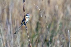Strange-tailed Tyrant [Alectrurus risora]