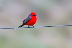 Scarlet Flycatcher [Pyrocephalus rubinus] 