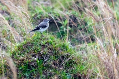 Grey Monjita [Nengetus cinereus cinereus]