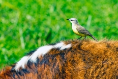 Cattle Tyrant [Machetornis rixosa rixosa] 