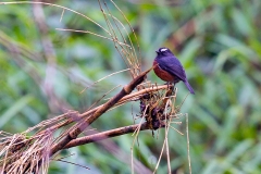 Slaty-backed Chat-Tyrant [Ochthoeca cinnamomeiventris]