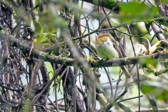 Rufous-breasted Flycatcher [Leptopogon rufipectus] 