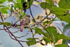 Rufous-breasted Flycatcher [Leptopogon rufipectus] 