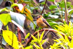Cinnamon Flycatcher [Pyrrhomyias cinnamomeus pyrrhopterus] 