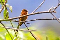 Cinnamon Flycatcher [Pyrrhomyias cinnamomeus pyrrhopterus] 