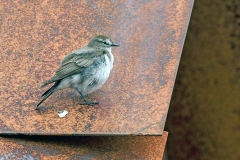 Paramo Ground Tyrant [Muscisaxicola alpinus alpinus] 