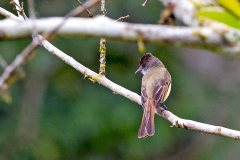 Dusky-capped Flycatcher [Myiarchus tuberculifer nigricapillus]