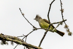 Yellow-bellied Elaenia [Elaenia flavogaster subpagana] 