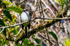 Rufous-browed Tyrannulet [Phylloscartes superciliaris superciliaris] 