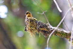 Northern Tufted Flycatcher [Mitrephanes phaeocercus aurantiiventris] 