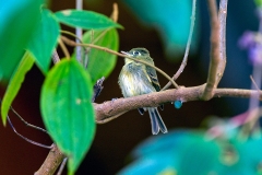 Yellowish Flycatcher [Empidonax flavescens flavescens] 