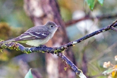 Lesser Elaenia [Elaenia chiriquensis chiriquensis] 