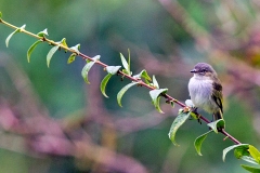 Mistletoe Tyrannulet [Zimmerius parvus] 