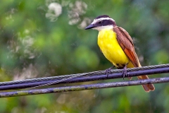 Great Kiskadee [Pitangus sulphuratus guatimalensis]