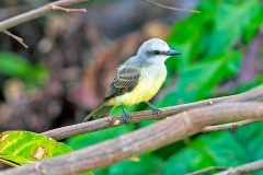 Tropical Kingbird [Tyrannus melancholicus satrapa] 