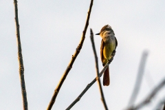 Nutting's Flycatcher [Myiarchus nuttingi flavidior]