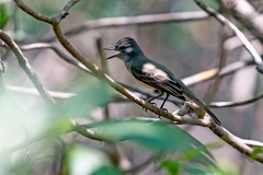 Panama Flycatcher [Myiarchus panamensis panamensis]