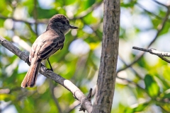 Brown-crested Flycatcher [Myiarchus tyrannulus brachyurus]