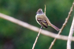 Yellow-bellied Elaenia [Elaenia flavogaster subpagana] 