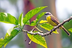 Grey-capped Flycatcher [Myiozetetes granadensis granadensis]