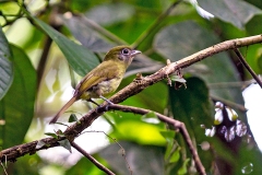 Eye-ringed Flatbill [Rhynchocyclus brevirostris brevirostris] 