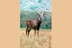 UNGULATES