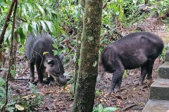 Baird's Tapir [Tapirus bairdii]