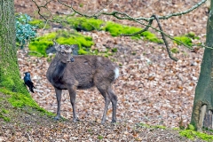 Sika [Cervus nippon]
